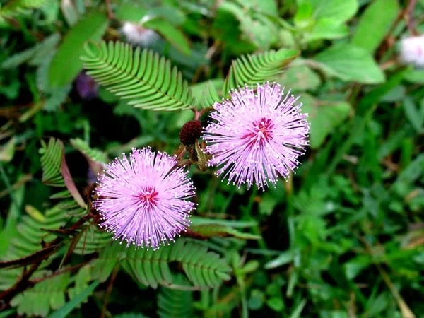 TOP 15+ Hoa màu tím tặng 20/10 cho mẹ, vợ, người yêu đẹp nhất