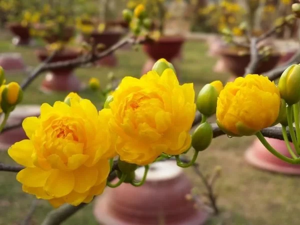 KHÁM PHÁ HOA MAI VÀNG: Ý NGHĨA, LOẠI CÂY, VÀ BÍ QUYẾT TRỒNG SỐNG VÀ CHĂM SÓC