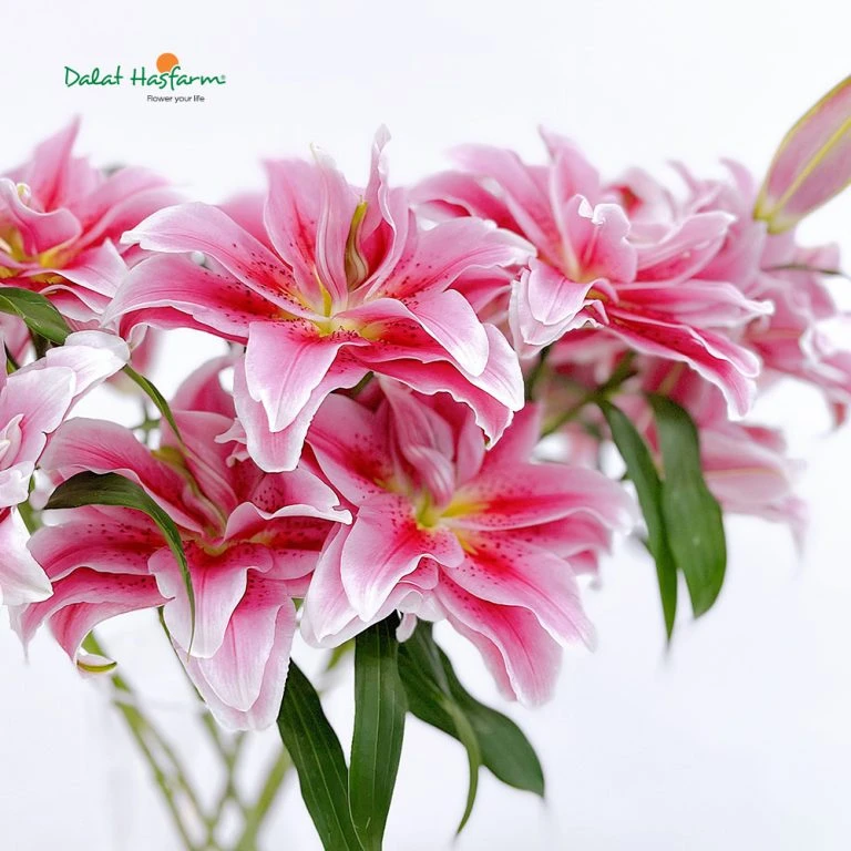 Roselily (Ly kép): Ưu điểm, ý nghĩa và cách chăm sóc để giữ hoa tươi lâu