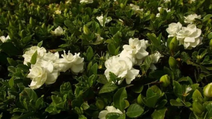 Khám Phá Vẻ Đẹp Hoa Dành Dành Trong Không Gian Sống