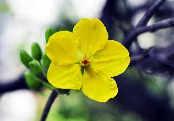 KHÁM PHÁ HOA MAI VÀNG: Ý NGHĨA, LOẠI CÂY, VÀ BÍ QUYẾT TRỒNG SỐNG VÀ CHĂM SÓC