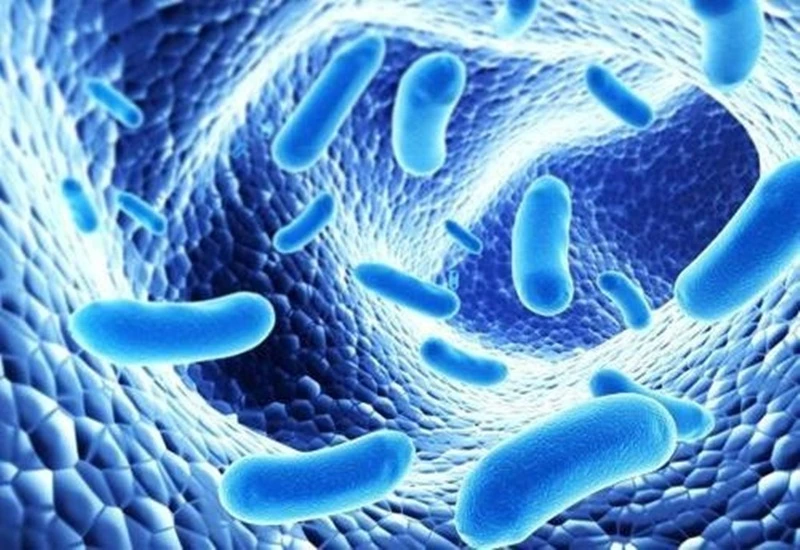 Men tiêu hóa cho người lớn và vai trò quan trọng của chúng