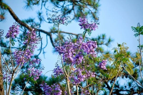 TOP 15+ Hoa màu tím tặng 20/10 cho mẹ, vợ, người yêu đẹp nhất