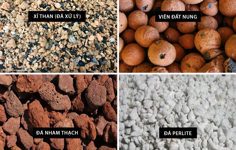 Sen đá là gì? Tất tần tật thông tin về cây sen đá mà bạn nên biết.