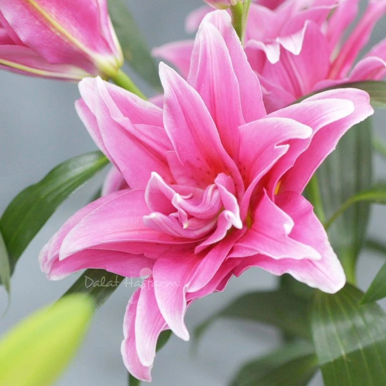 Roselily (Ly kép): Ưu điểm, ý nghĩa và cách chăm sóc để giữ hoa tươi lâu