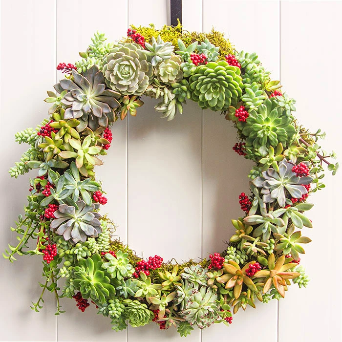 Sen đá là gì? Tất tần tật thông tin về cây sen đá mà bạn nên biết.