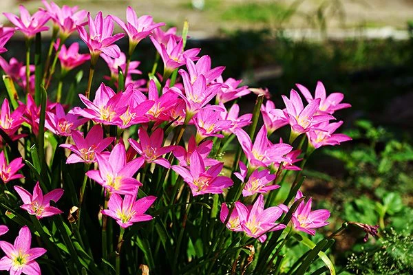 TOP 15+ Hoa màu tím tặng 20/10 cho mẹ, vợ, người yêu đẹp nhất