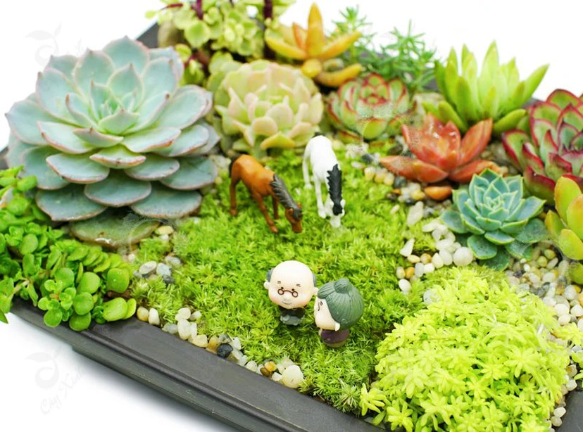 Sen đá là gì? Tất tần tật thông tin về cây sen đá mà bạn nên biết.