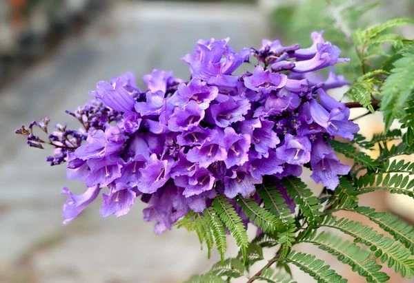 TOP 15+ Hoa màu tím tặng 20/10 cho mẹ, vợ, người yêu đẹp nhất