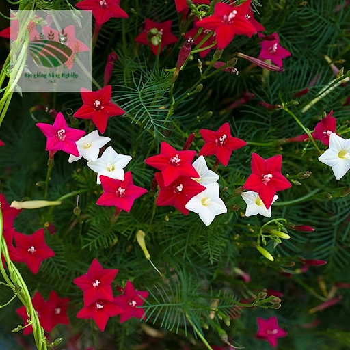 Khám Phá Đặc Điểm Nổi Bật Của Hoa Tóc Tiên