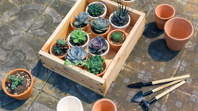 Sen đá là gì? Tất tần tật thông tin về cây sen đá mà bạn nên biết.