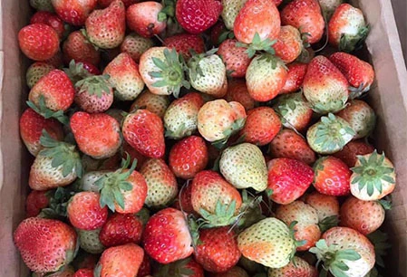 Mua bán Dâu tây Đà Lạt | Giá Dâu tây Đà Lạt | Vườn Dâu tây Đà Lạt