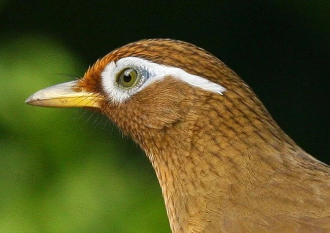 Chim Họa mi - Đặc điểm, cách chọn chim và cách nuôi