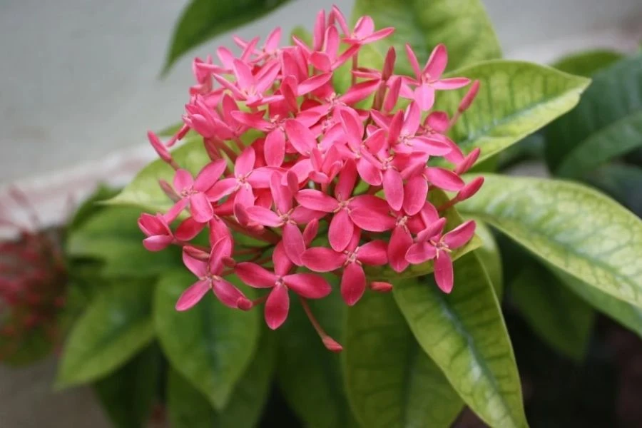 Hoa Trắng và Những Đặc Điểm Nổi Bật Của Hoa Trang