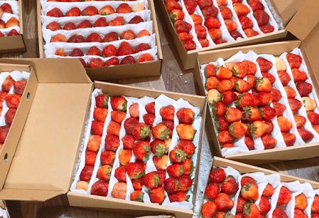 Mua bán Dâu tây Đà Lạt | Giá Dâu tây Đà Lạt | Vườn Dâu tây Đà Lạt