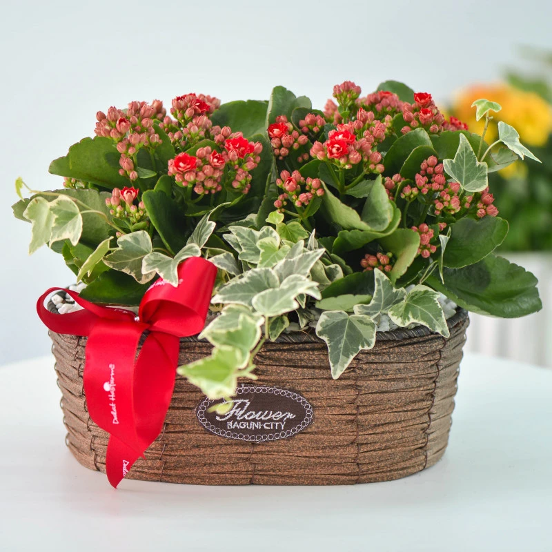 Sống Đời: Nguồn gốc, đặc điểm, ý nghĩa và cách chăm sóc