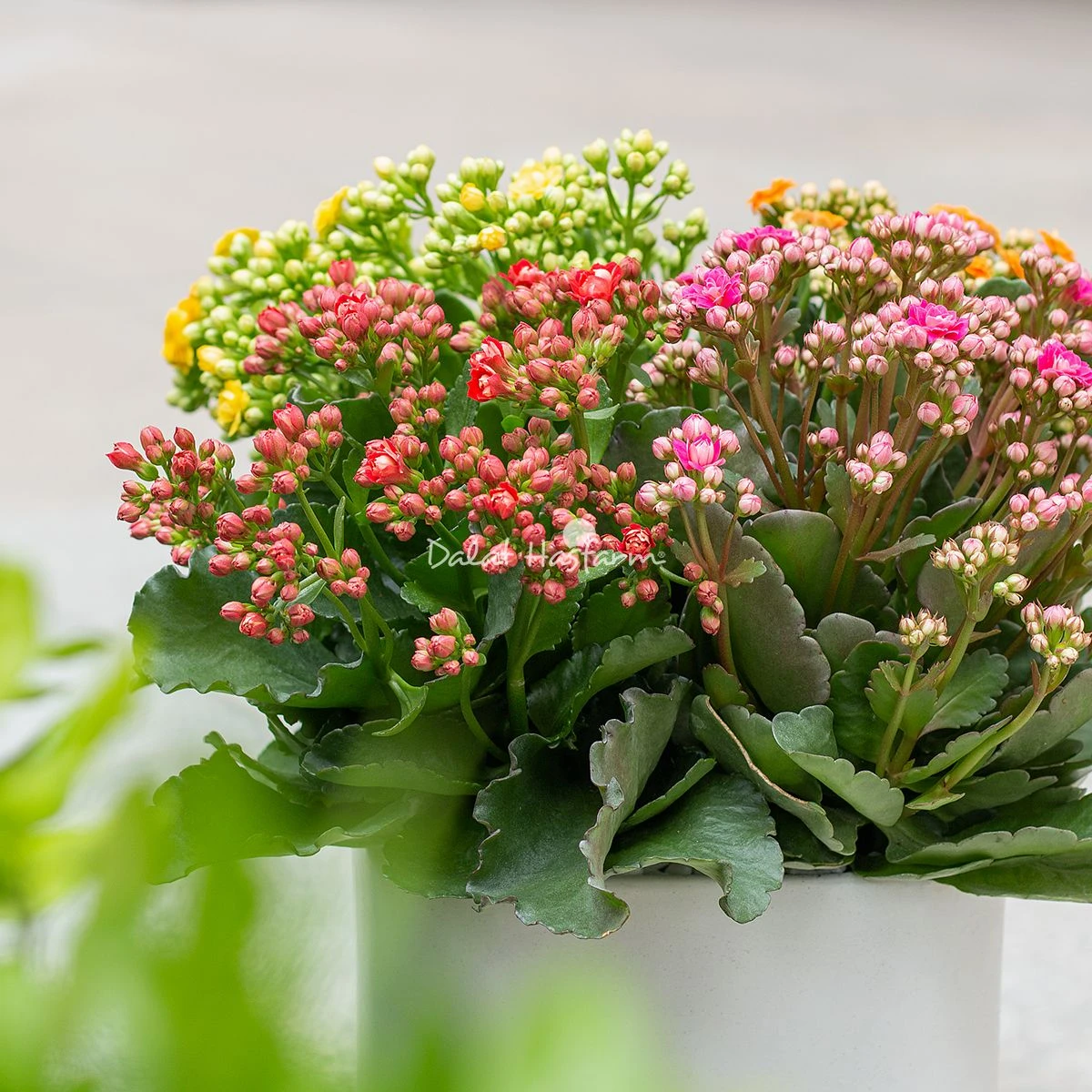 Sống Đời: Nguồn gốc, đặc điểm, ý nghĩa và cách chăm sóc