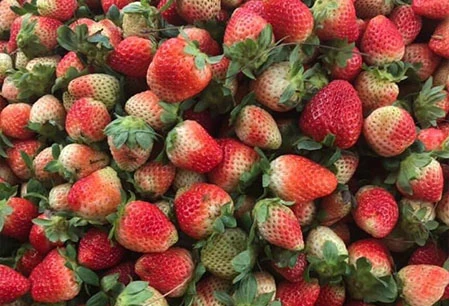 Mua bán Dâu tây Đà Lạt | Giá Dâu tây Đà Lạt | Vườn Dâu tây Đà Lạt