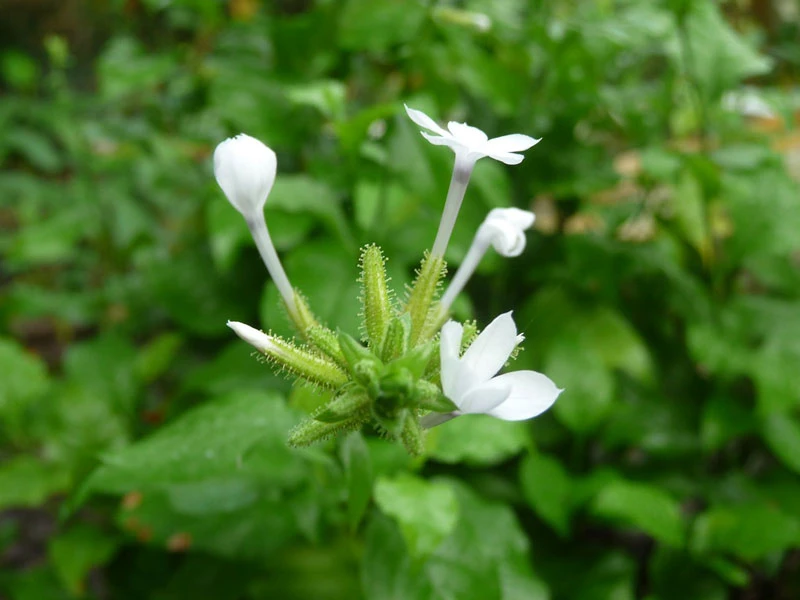 Bạch hoa xà và những công dụng chữa bệnh từ loại cây này