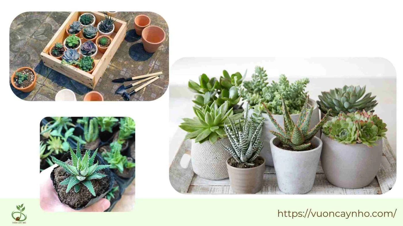 Ý Nghĩa Đặc Biệt Của Cây Móng Rồng Mà Bạn Chưa Biết?