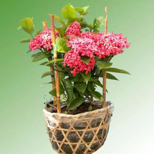 Hoa mẫu đơn là gì? Phân loại và ý nghĩa của hoa mẫu đơn