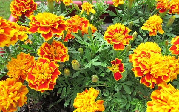 Khám Phá Ý Nghĩa Hoa Vạn Thọ Trong Cuộc Sống