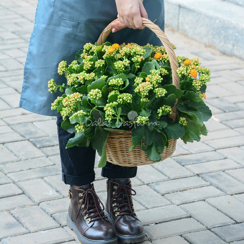 Sống Đời: Nguồn gốc, đặc điểm, ý nghĩa và cách chăm sóc