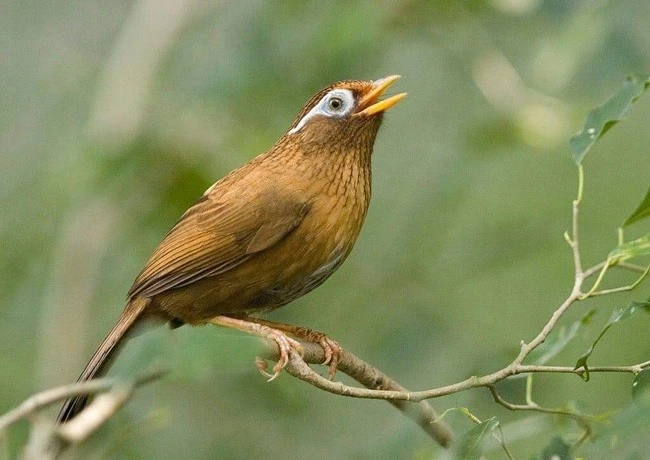 Chim Họa mi - Đặc điểm, cách chọn chim và cách nuôi