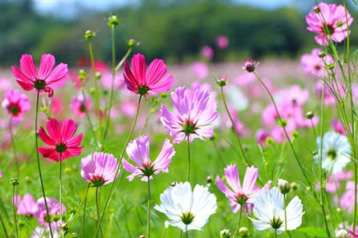 Kỹ thuật trồng hoa cánh bướm trong vườn nhà