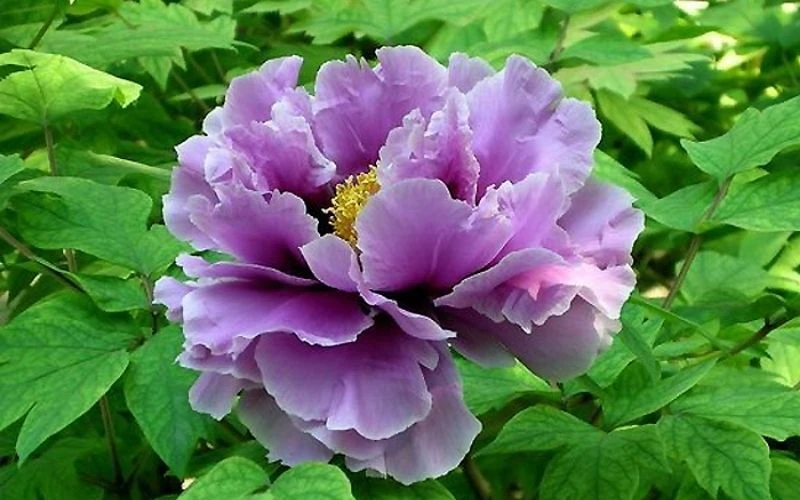 Hoa mẫu đơn là gì? Phân loại và ý nghĩa của hoa mẫu đơn