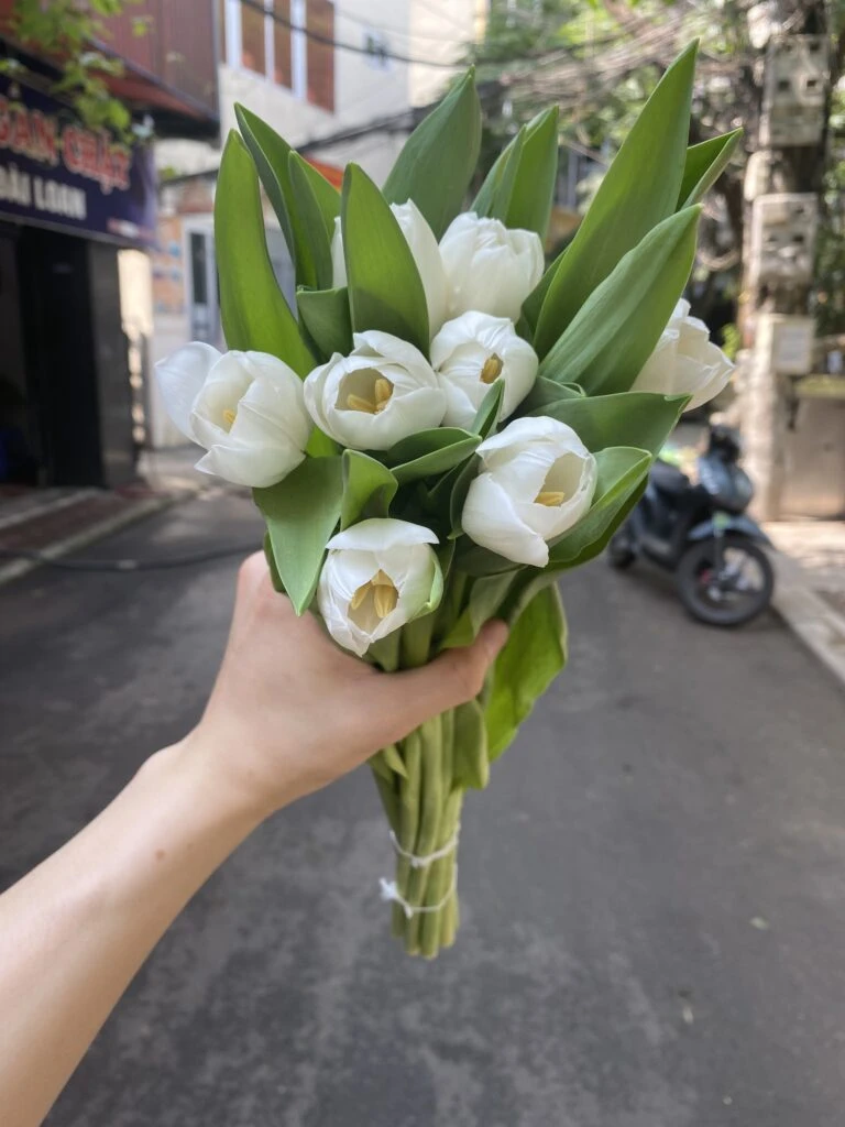 Ý Nghĩa Hoa Tulip Trắng Trong Tình Yêu Và Tình Bạn