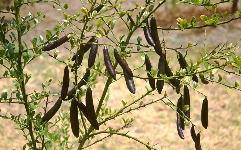 Chanh ngón tay là gì, ăn như thế nào và nơi mua chanh ngón tay