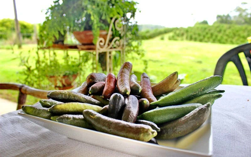 Chanh ngón tay là gì, ăn như thế nào và nơi mua chanh ngón tay