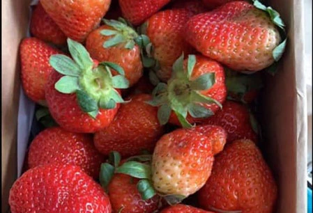 Mua bán Dâu tây Đà Lạt | Giá Dâu tây Đà Lạt | Vườn Dâu tây Đà Lạt