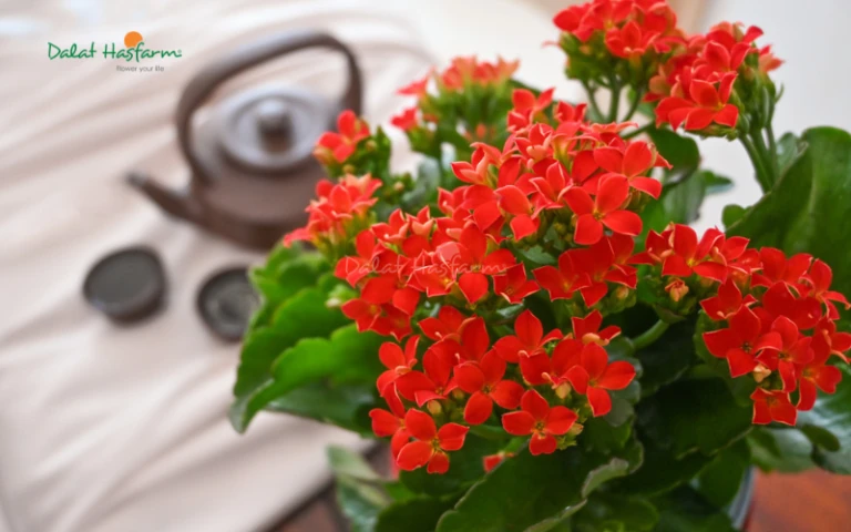 Sống Đời: Nguồn gốc, đặc điểm, ý nghĩa và cách chăm sóc