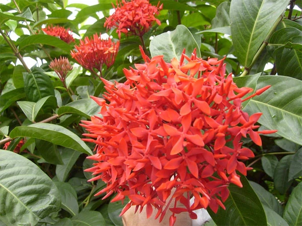 Hoa mẫu đơn là gì? Phân loại và ý nghĩa của hoa mẫu đơn