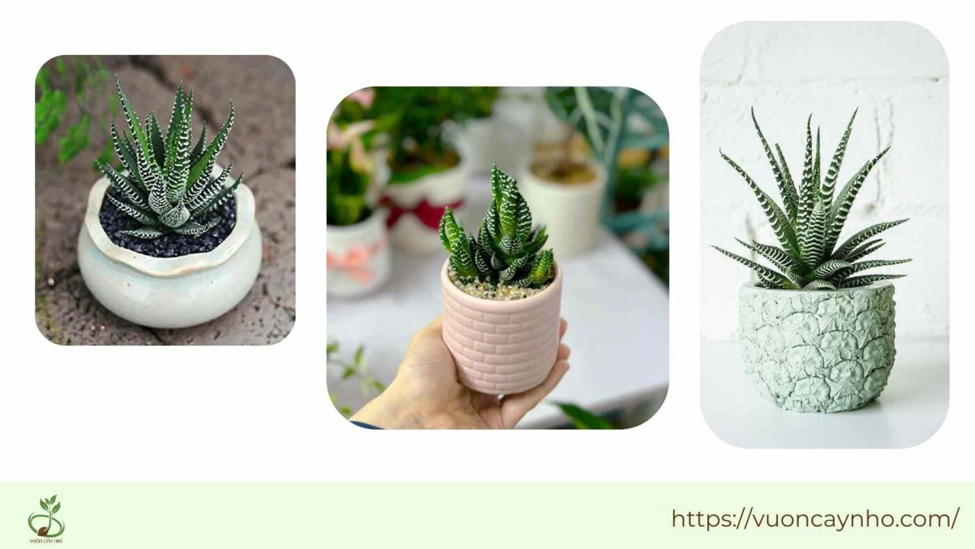 Hoa Móng Rồng: Biểu Tượng Của Sự Thanh Lịch Trong Không Gian