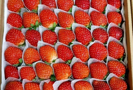 Mua bán Dâu tây Đà Lạt | Giá Dâu tây Đà Lạt | Vườn Dâu tây Đà Lạt