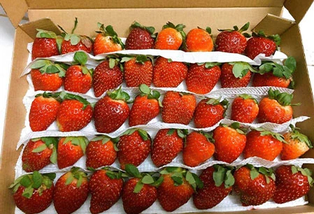 Mua bán Dâu tây Đà Lạt | Giá Dâu tây Đà Lạt | Vườn Dâu tây Đà Lạt