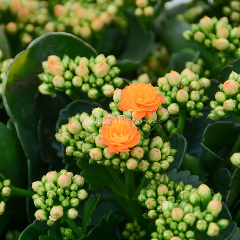 Hoa sống đời và ý nghĩa đặc biệt trong cuộc sống