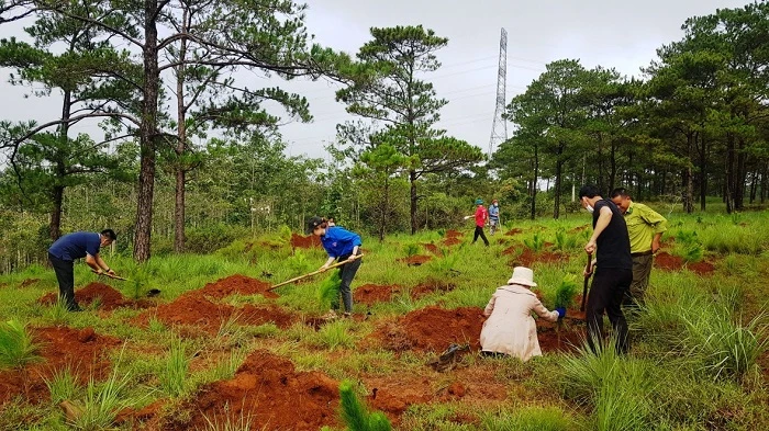 Giải pháp quan trọng hàng đầu phát triển lâm nghiệp Tây Nguyên