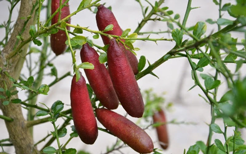 Chanh ngón tay là gì, ăn như thế nào và nơi mua chanh ngón tay