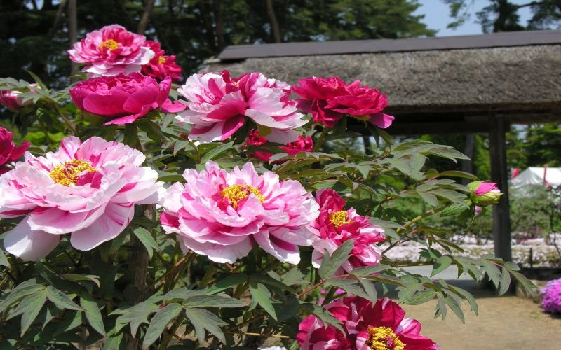 Hoa mẫu đơn là gì? Phân loại và ý nghĩa của hoa mẫu đơn