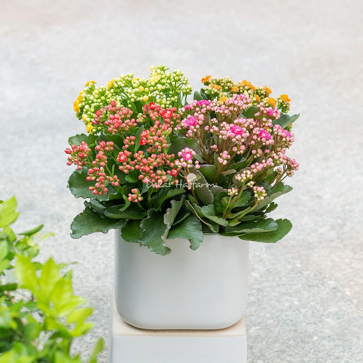 Sống Đời: Nguồn gốc, đặc điểm, ý nghĩa và cách chăm sóc