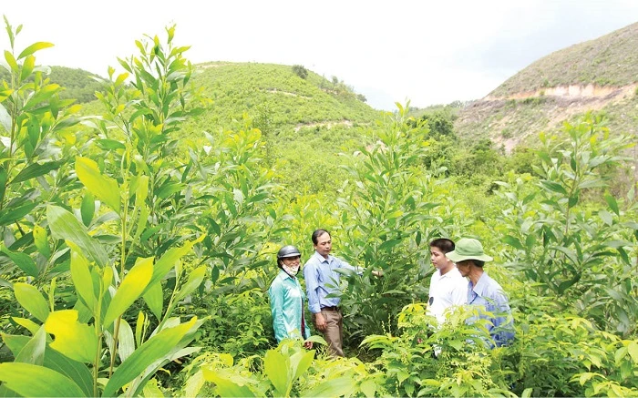 Phát triển lâm nghiệp bền vững khu vực miền Trung - Tây Nguyên