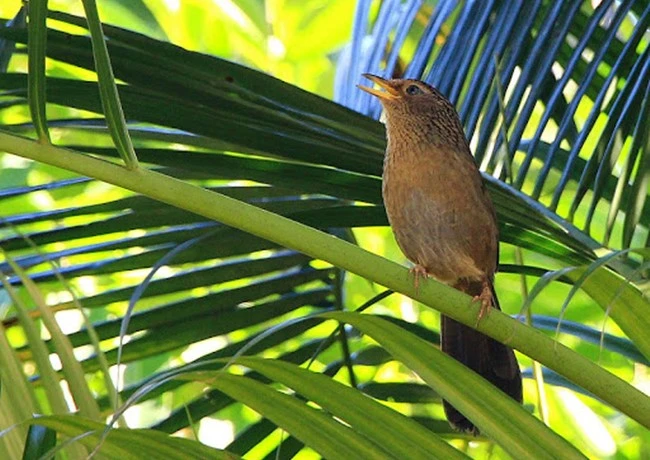 Chim Họa mi - Đặc điểm, cách chọn chim và cách nuôi
