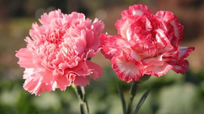 Bộ sưu tập hình nền hoa tuyệt đẹp