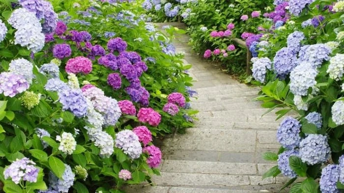 Bộ sưu tập hình nền hoa tuyệt đẹp