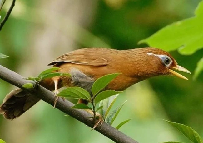 Chim Họa mi - Đặc điểm, cách chọn chim và cách nuôi