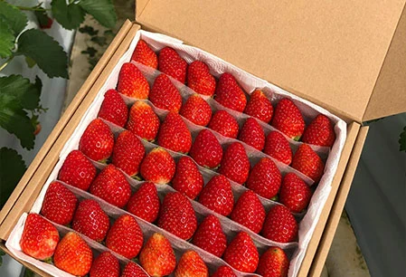 Mua bán Dâu tây Đà Lạt | Giá Dâu tây Đà Lạt | Vườn Dâu tây Đà Lạt